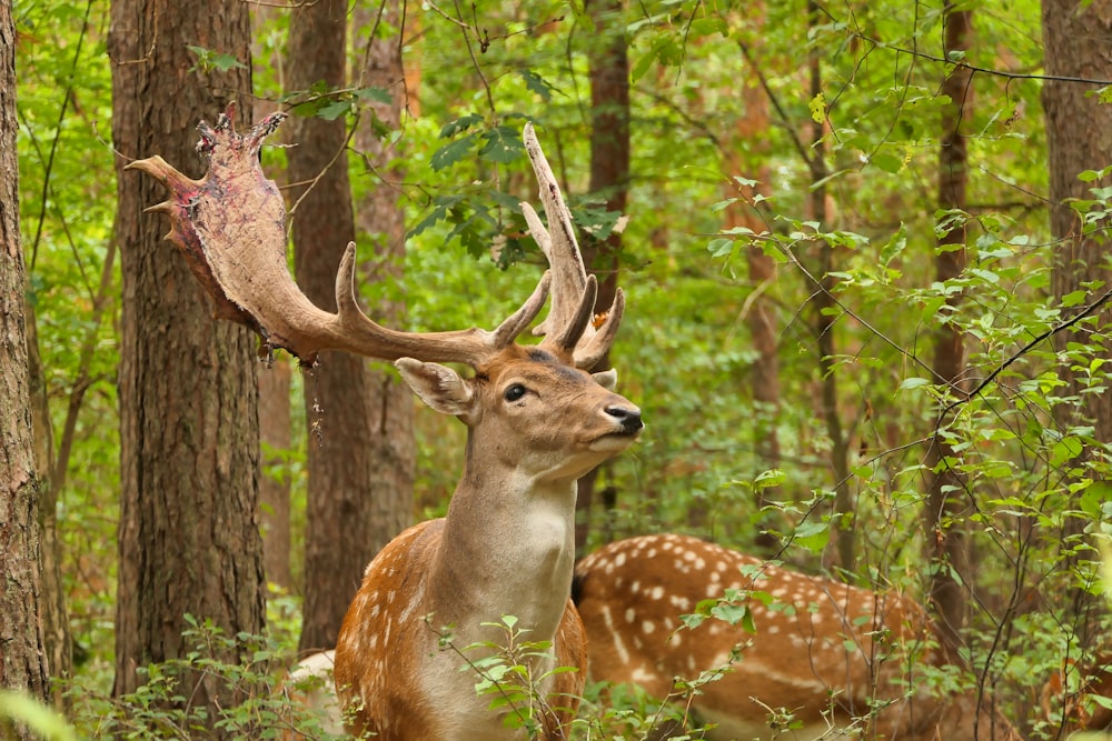 a deer standing in the middle of a forest