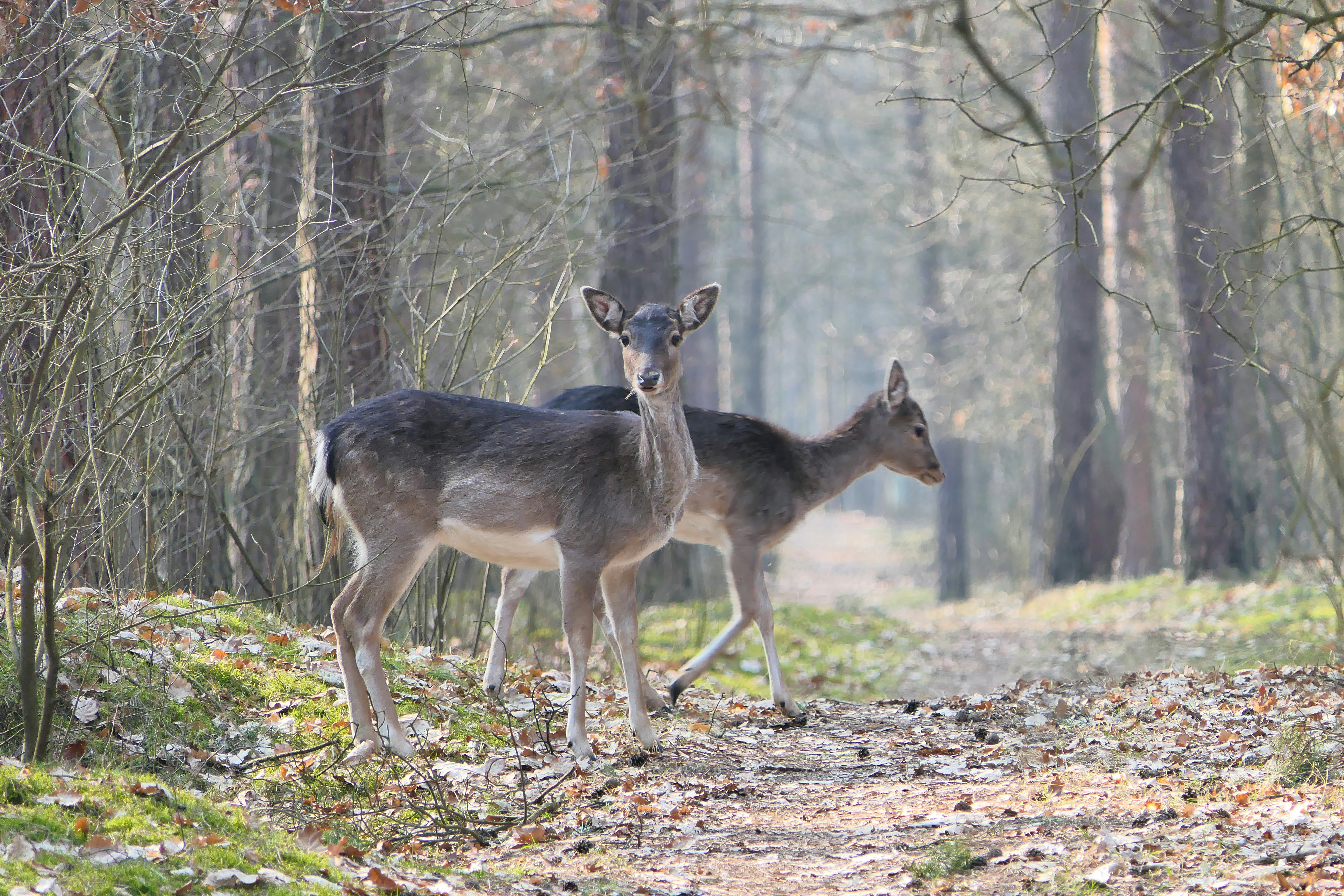 Bambi