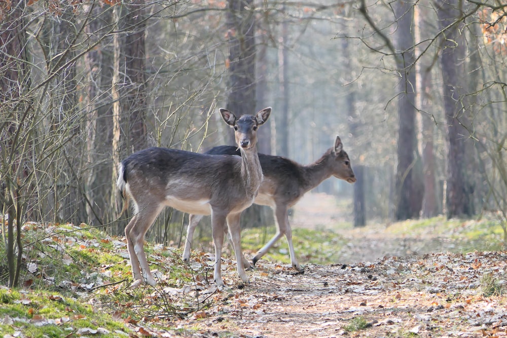 two deer standing in the middle of a forest