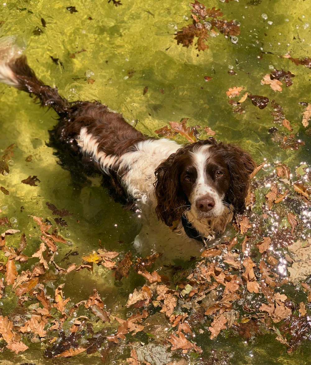 a brown and white dog standing in a body of water