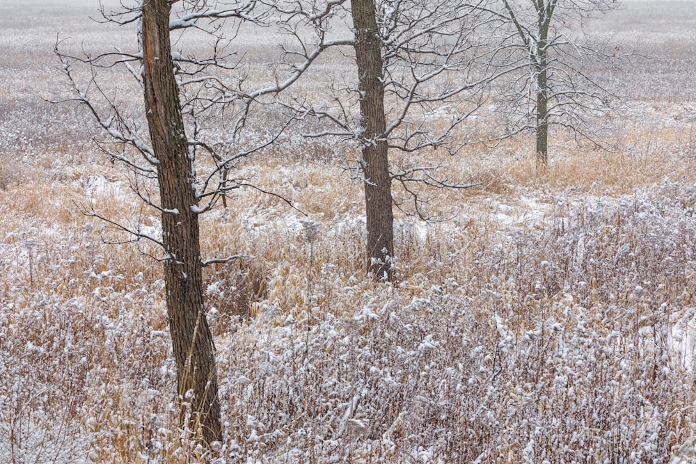 a couple of trees that are standing in the snow