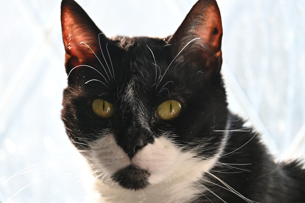 a black and white cat with yellow eyes