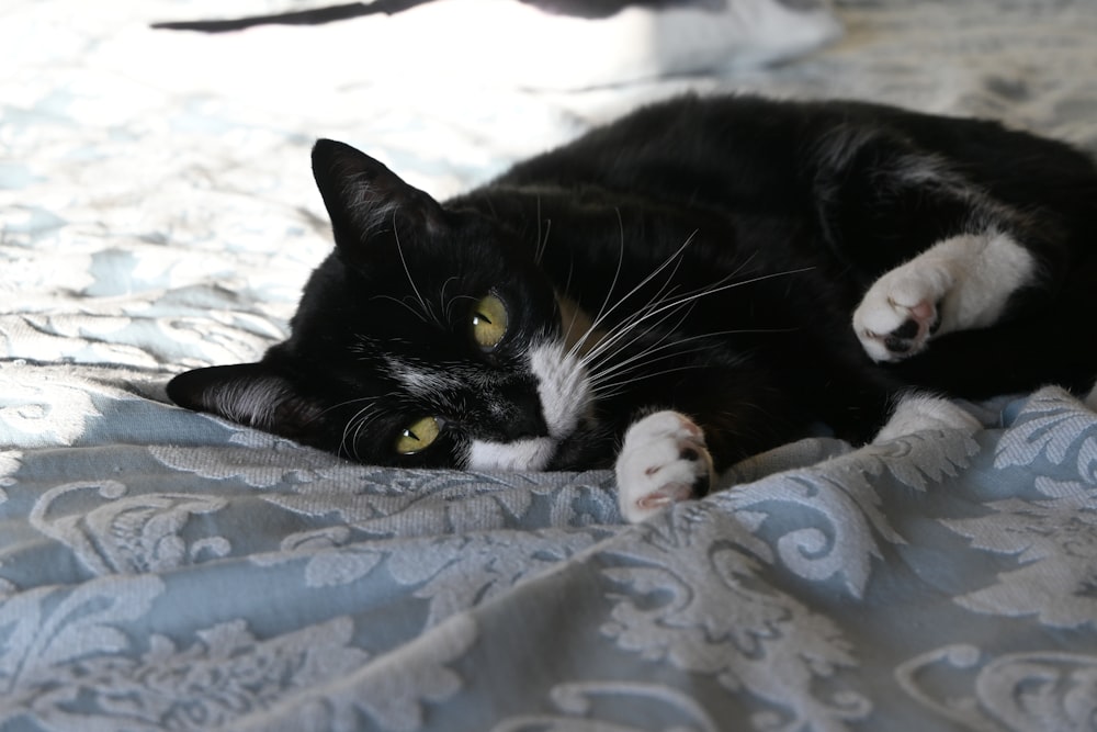 a black and white cat laying on a bed