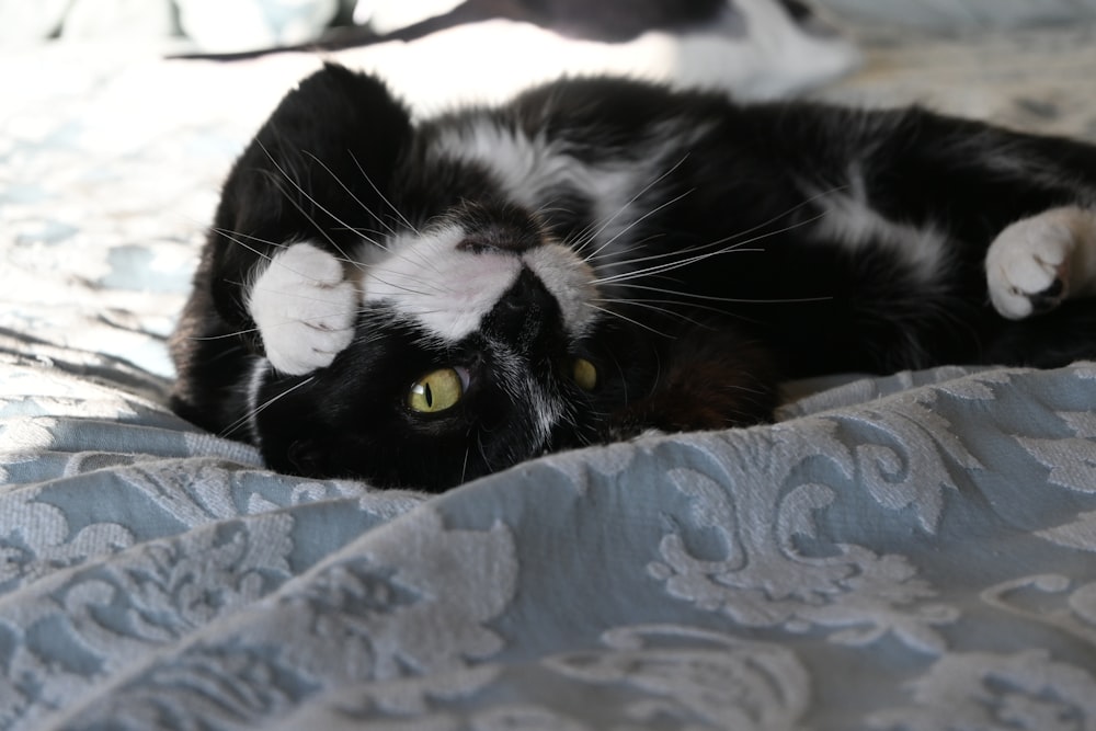 a black and white cat laying on a bed