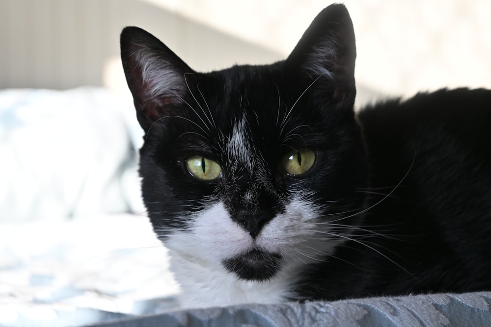 a black and white cat laying on top of a bed