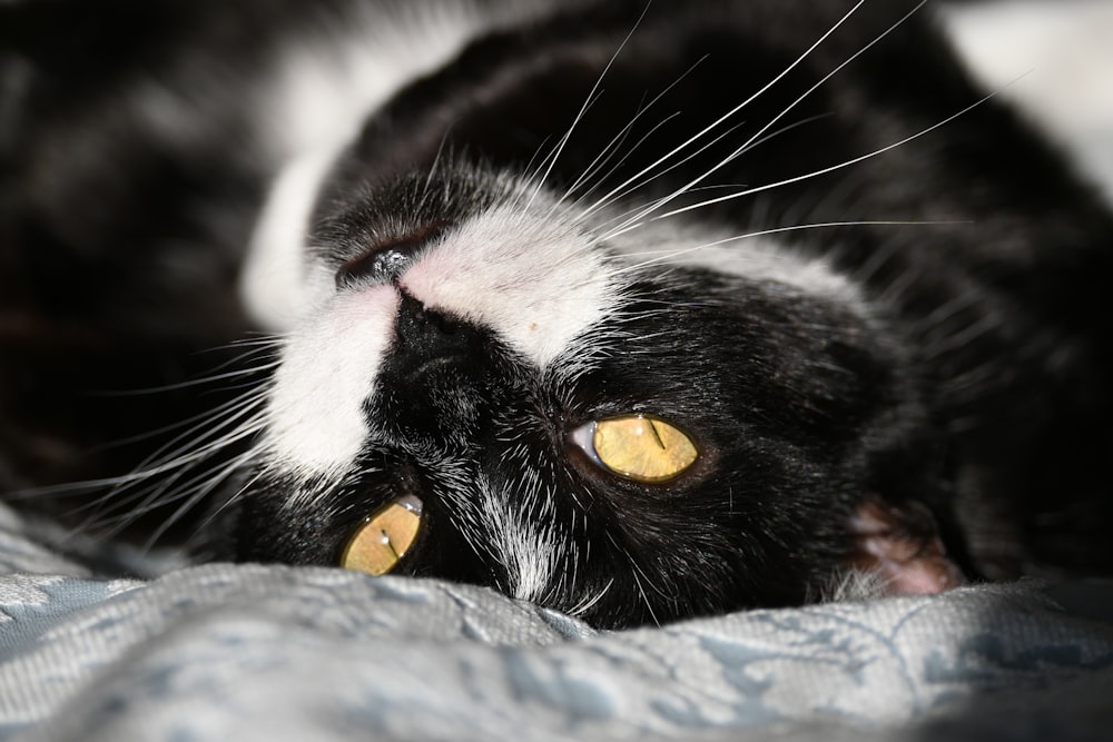 a close up of a cat laying on a bed