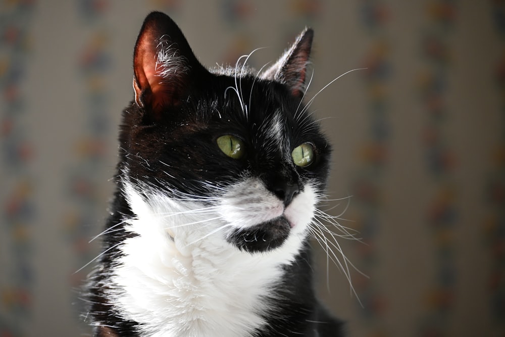 a black and white cat with green eyes