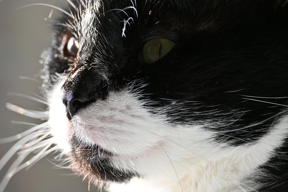 a close up of a black and white cat's face