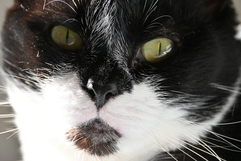 a black and white cat with green eyes