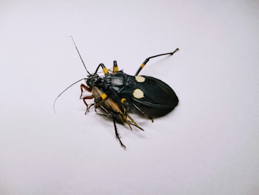 a close up of a bug on a white surface
