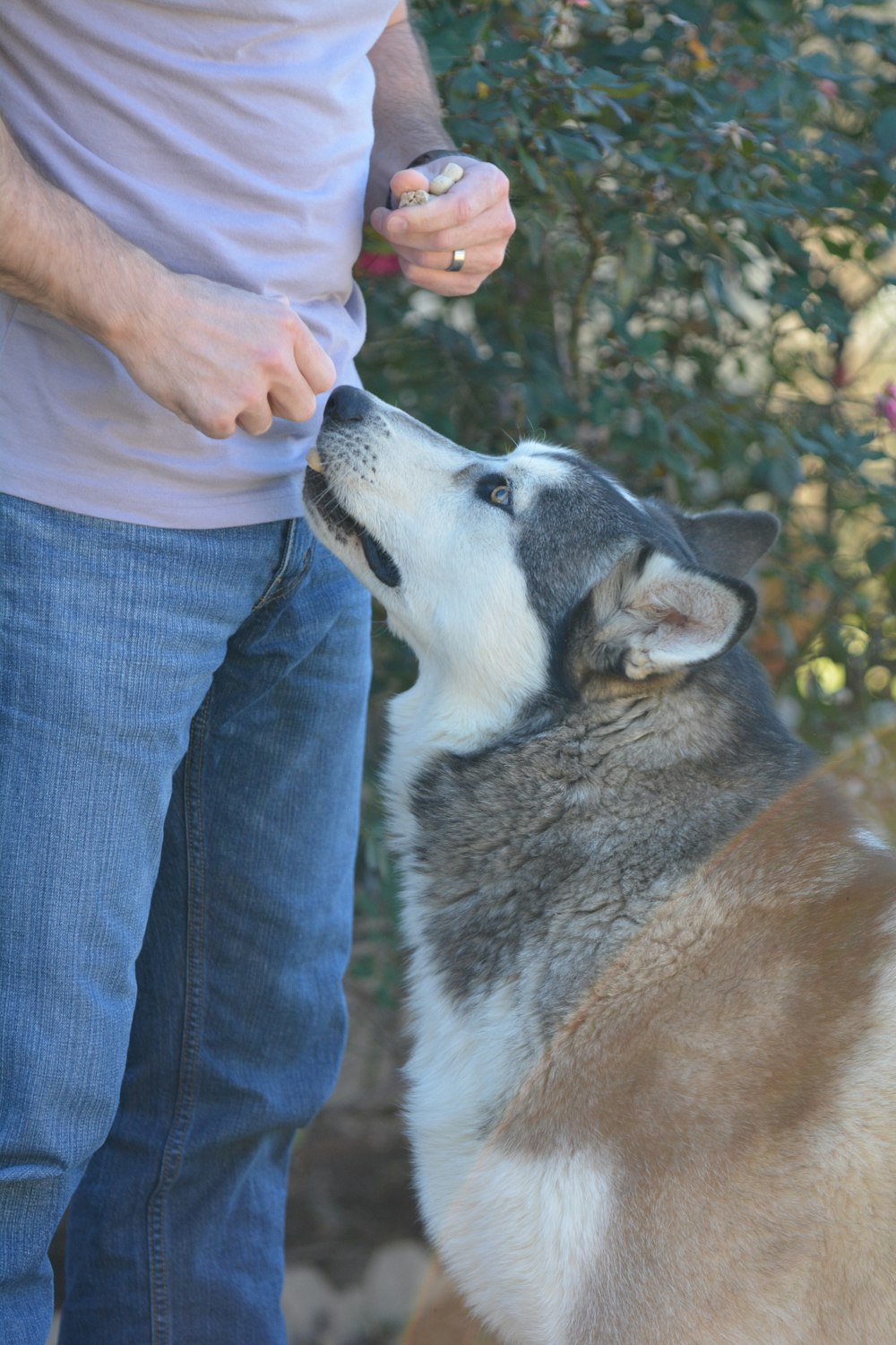 a man standing next to a husky dog