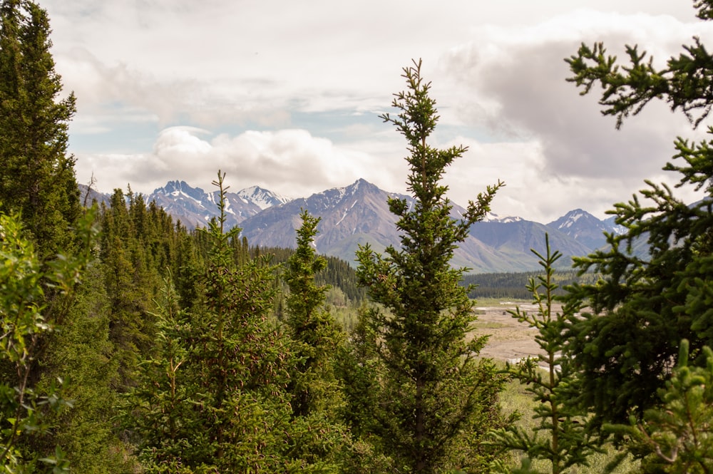 a view of a mountain range through the trees