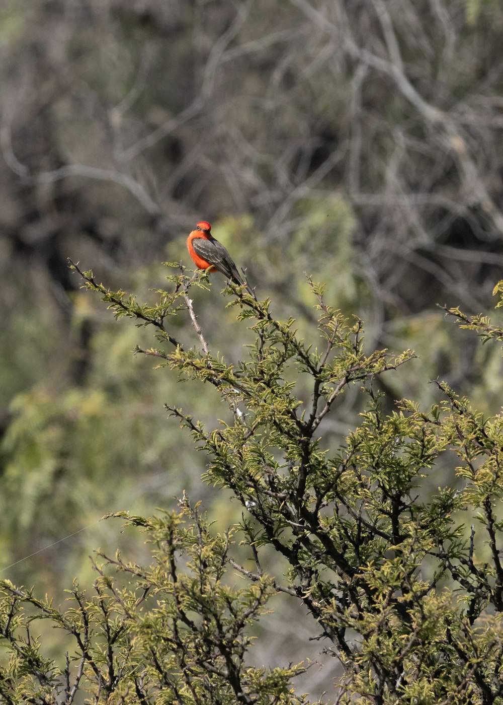 Ein roter Vogel sitzt auf einem Ast