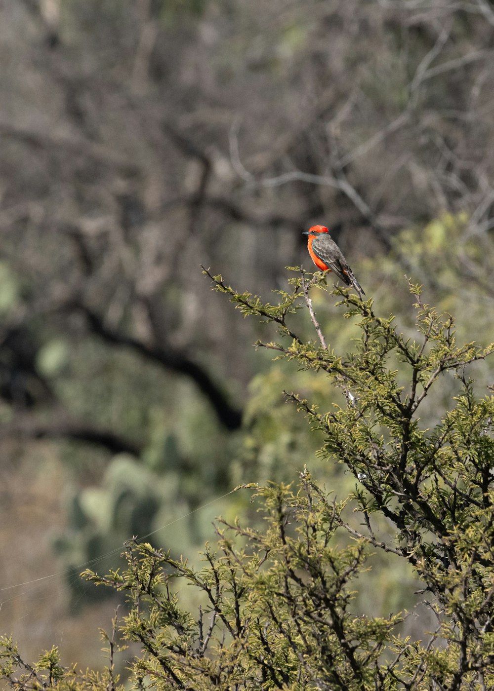 un petit oiseau perché au sommet d’une branche d’arbre