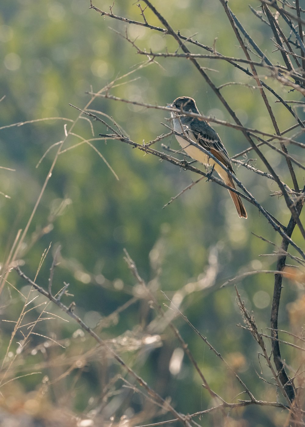 un pequeño pájaro posado en lo alto de la rama de un árbol