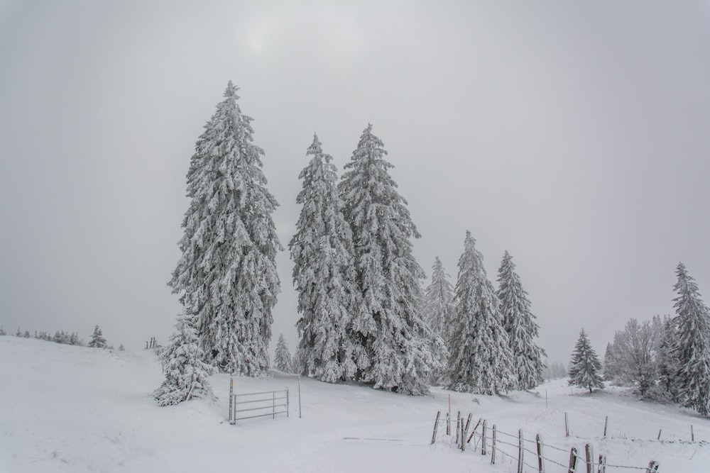 a snowy landscape with trees and a fence