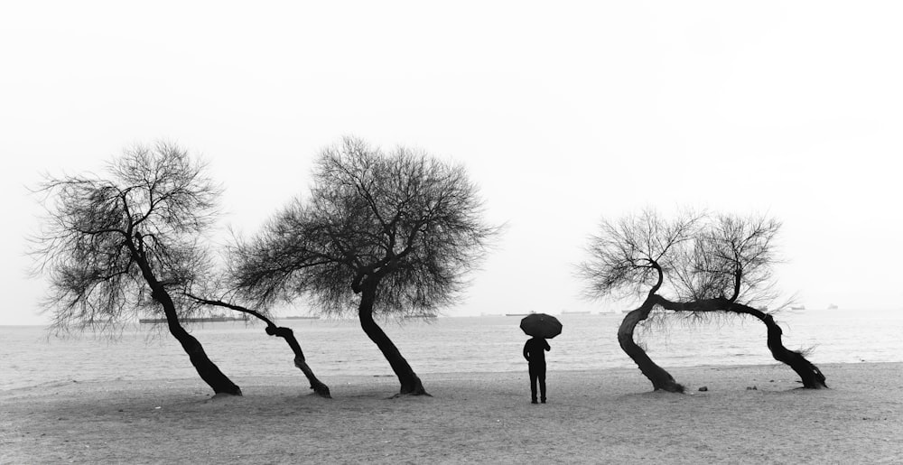 a black and white photo of three trees on a beach