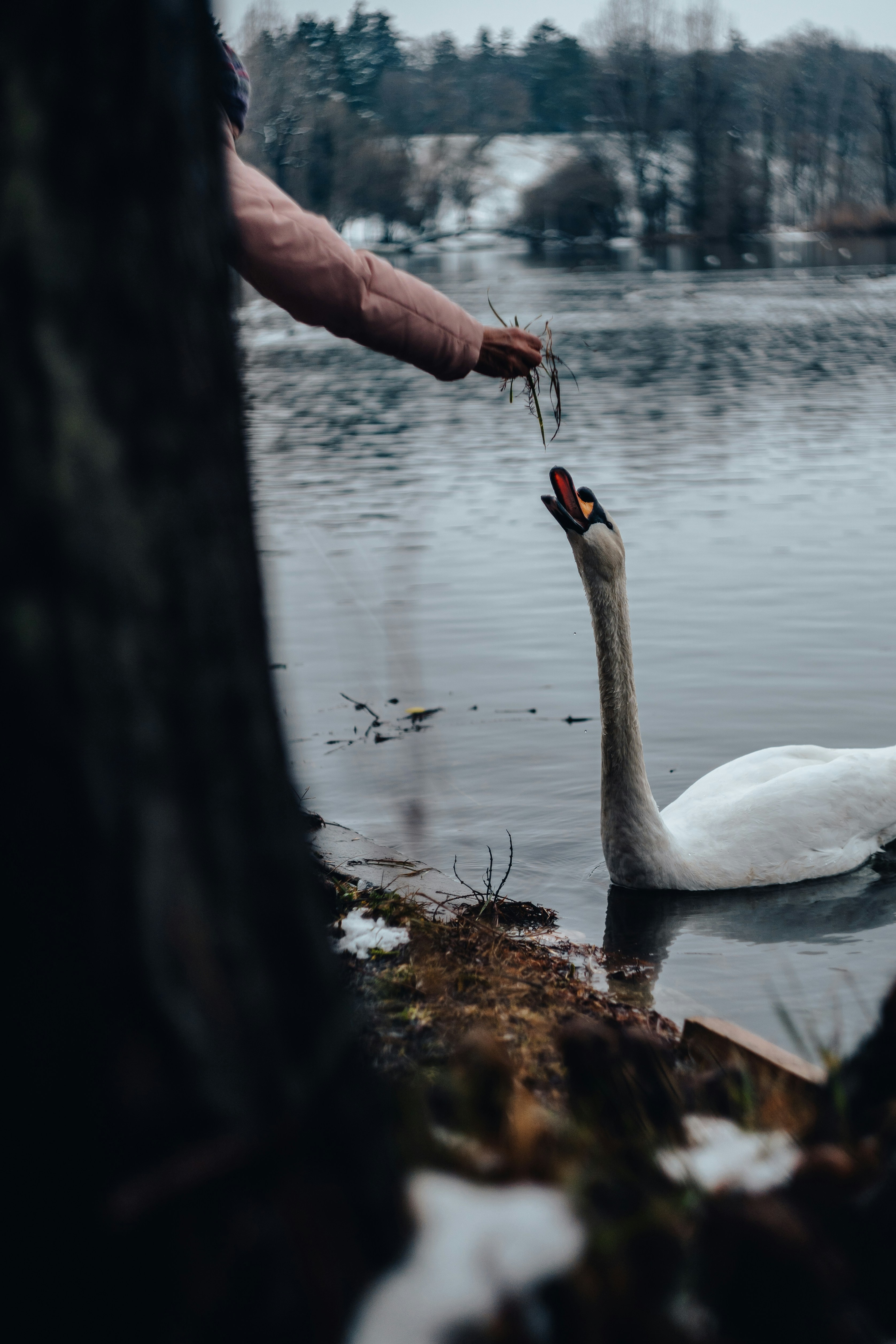 una persona alimentando a un cisne con un pedazo de comida