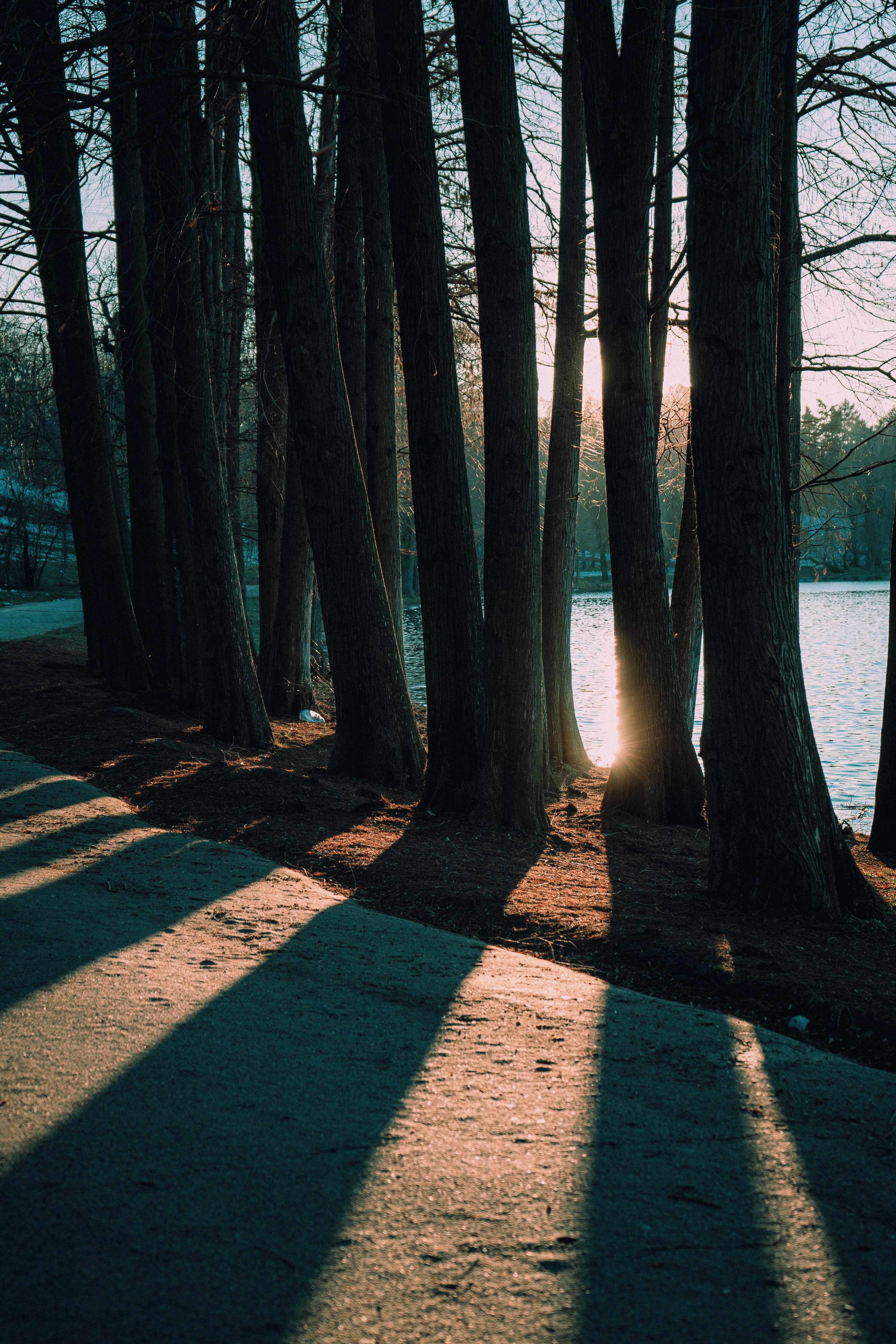 El sol brilla a través de los árboles junto al agua
