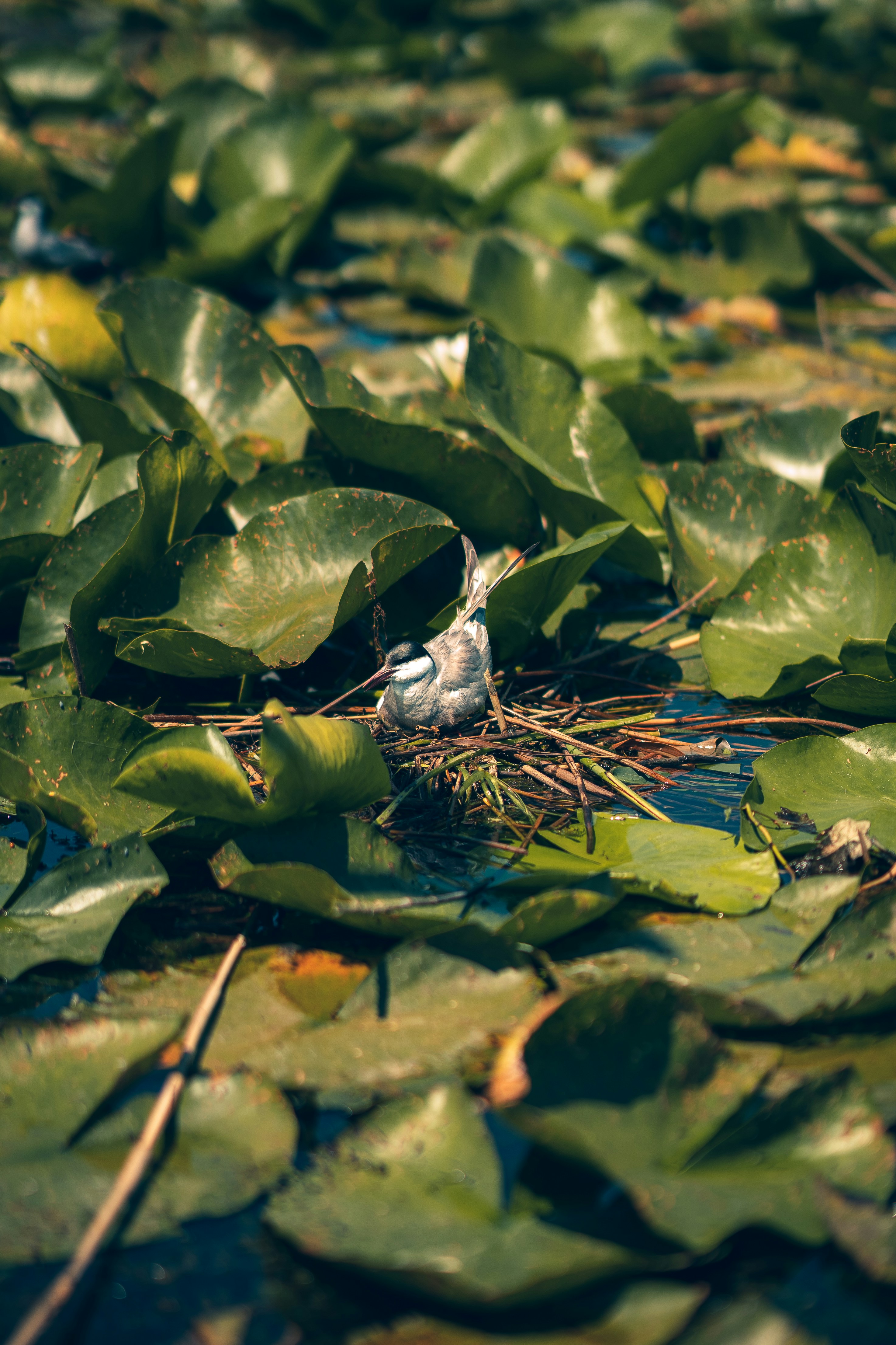 Un pájaro está sentado en un nido en el agua