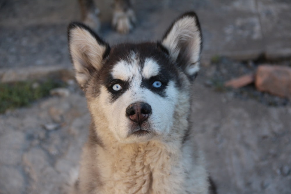 a close up of a dog with blue eyes