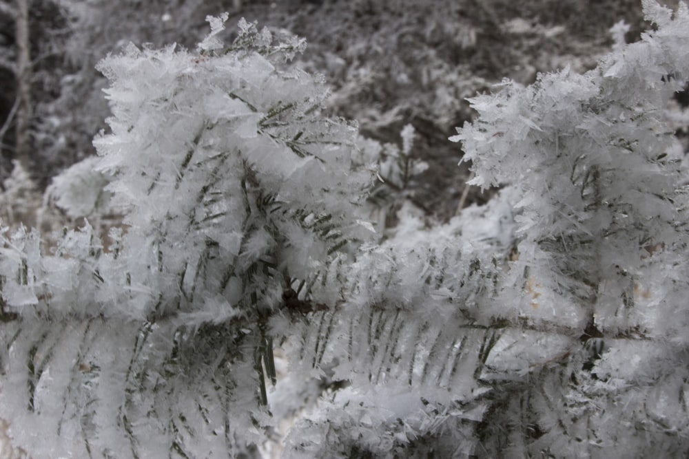 a close up of a tree with snow on it