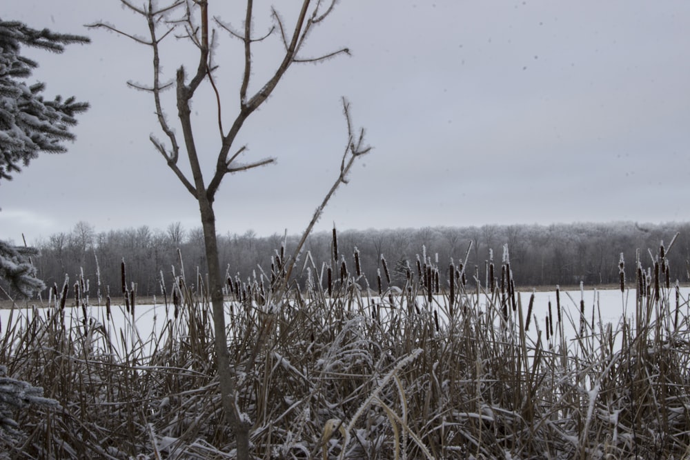 a snow covered field with a tree in the foreground