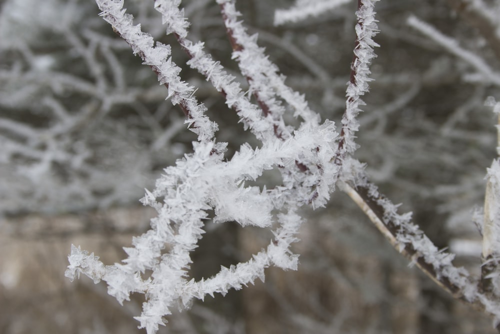 a close up of a tree with snow on it