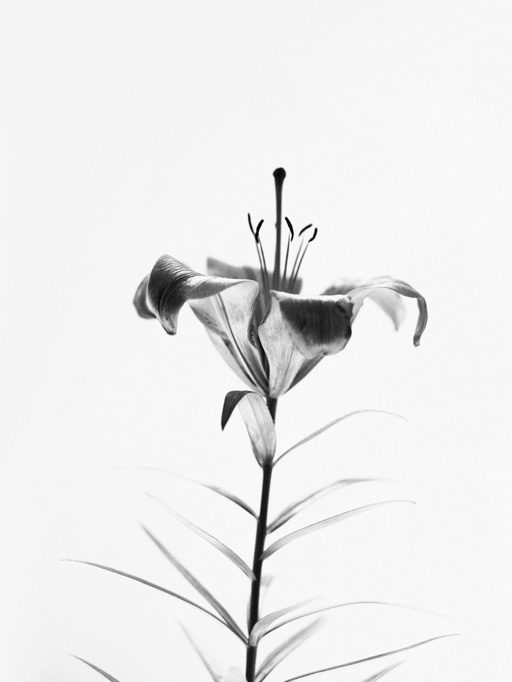 a black and white photo of a flower