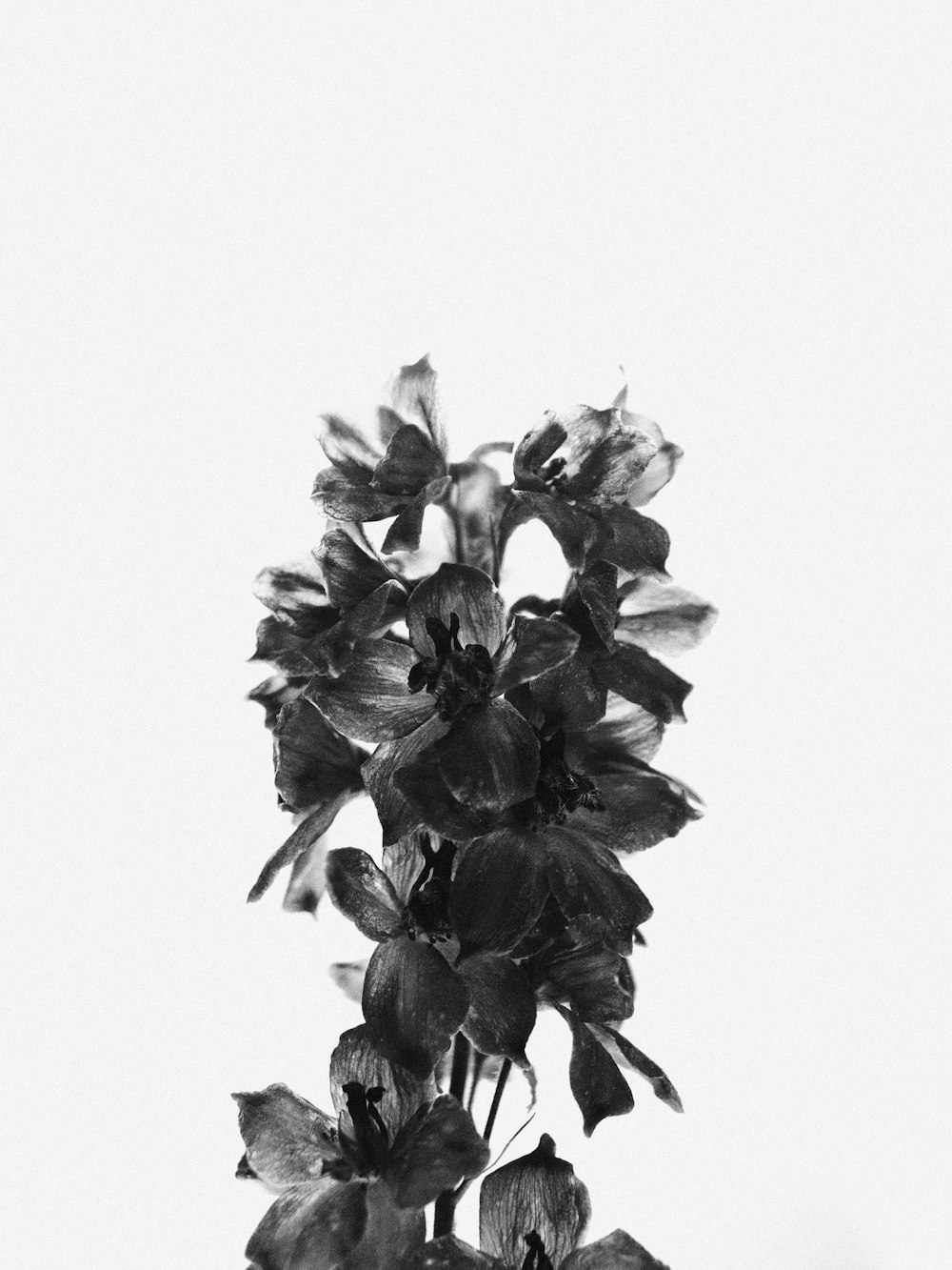 a black and white photo of a flower in a vase