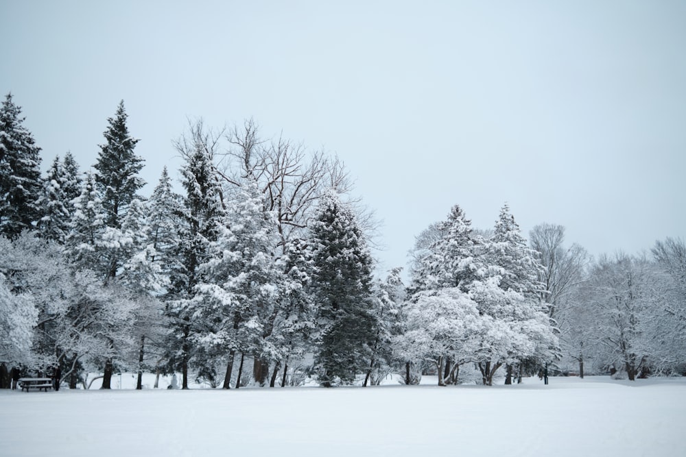 a snow covered field with trees in the background