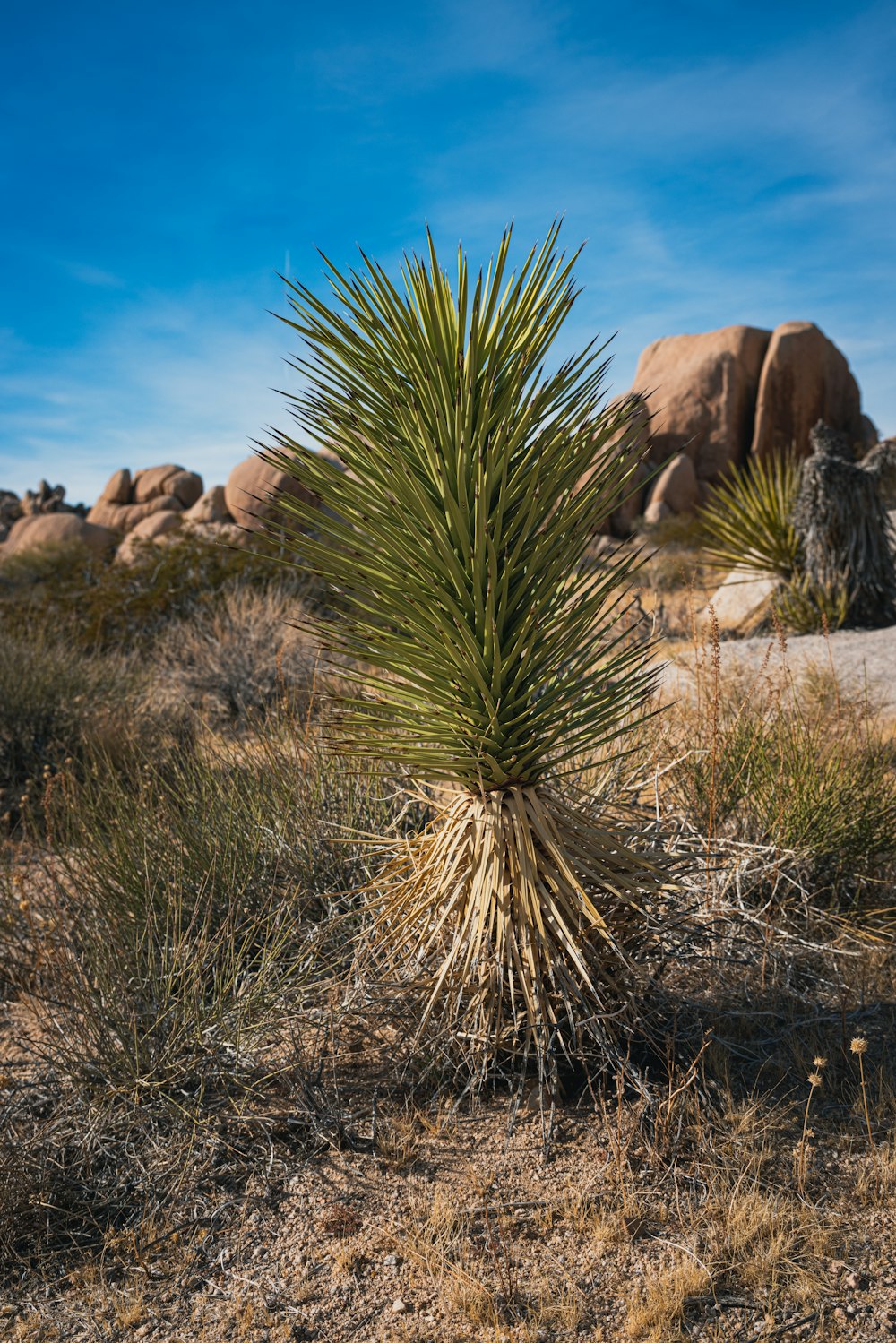 a small tree in the middle of a desert