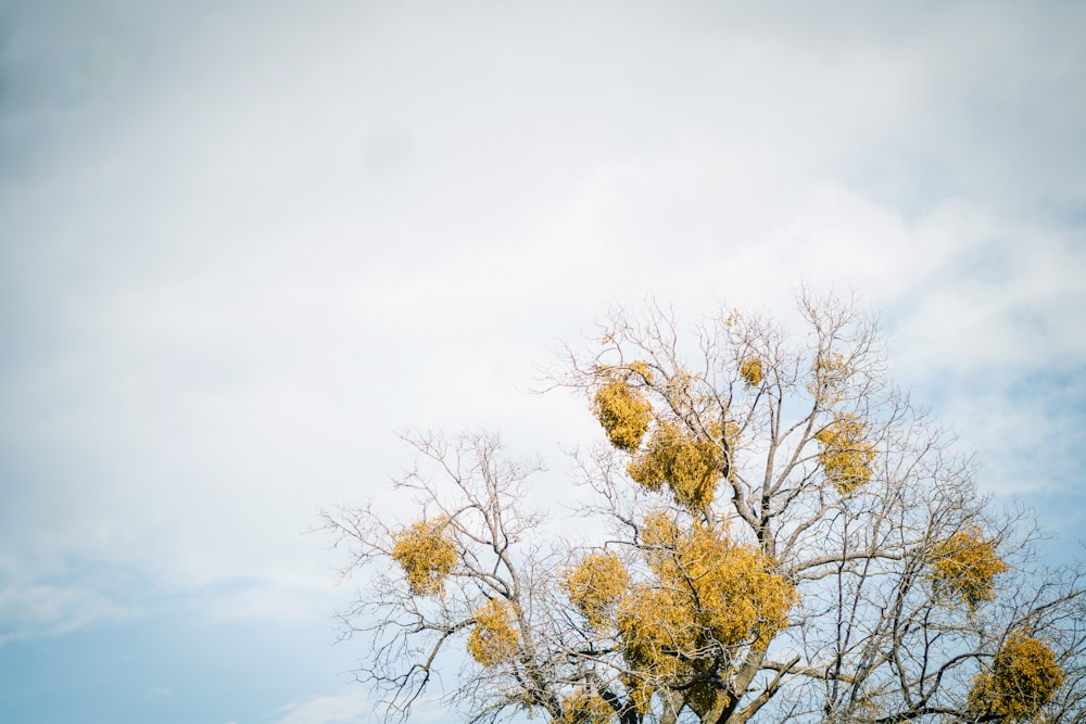 a tree with yellow flowers in the foreground and a blue sky in the background