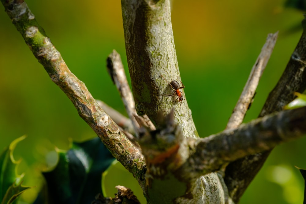 a small insect is sitting on a tree branch