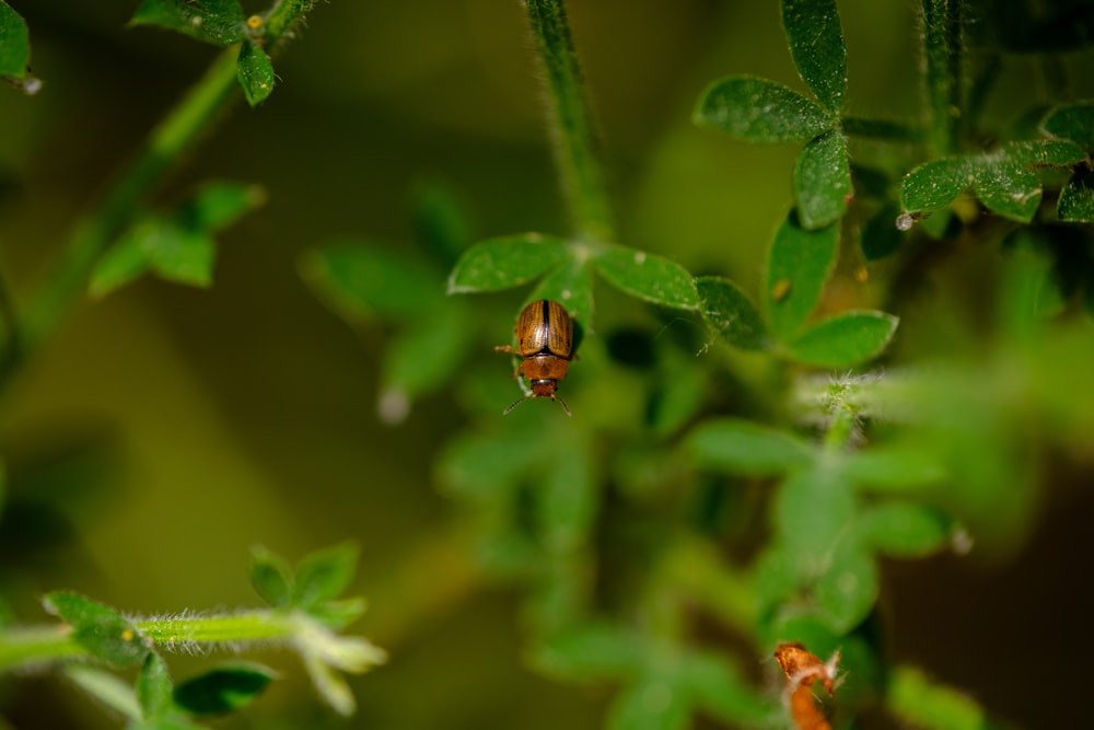 a bug crawling on a green leafy plant