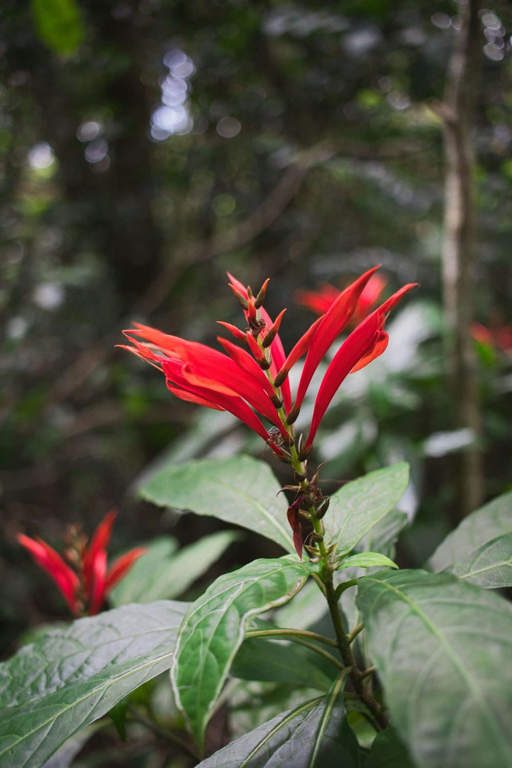 a close up of a red flower on a plant