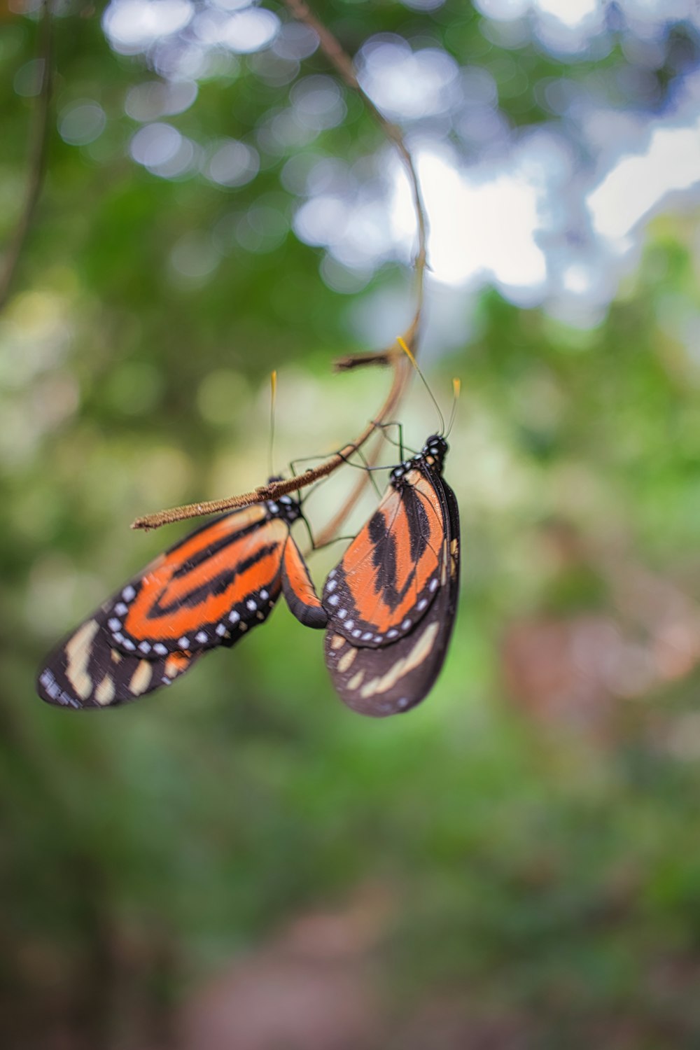 a couple of orange and black butterflies hanging from a tree