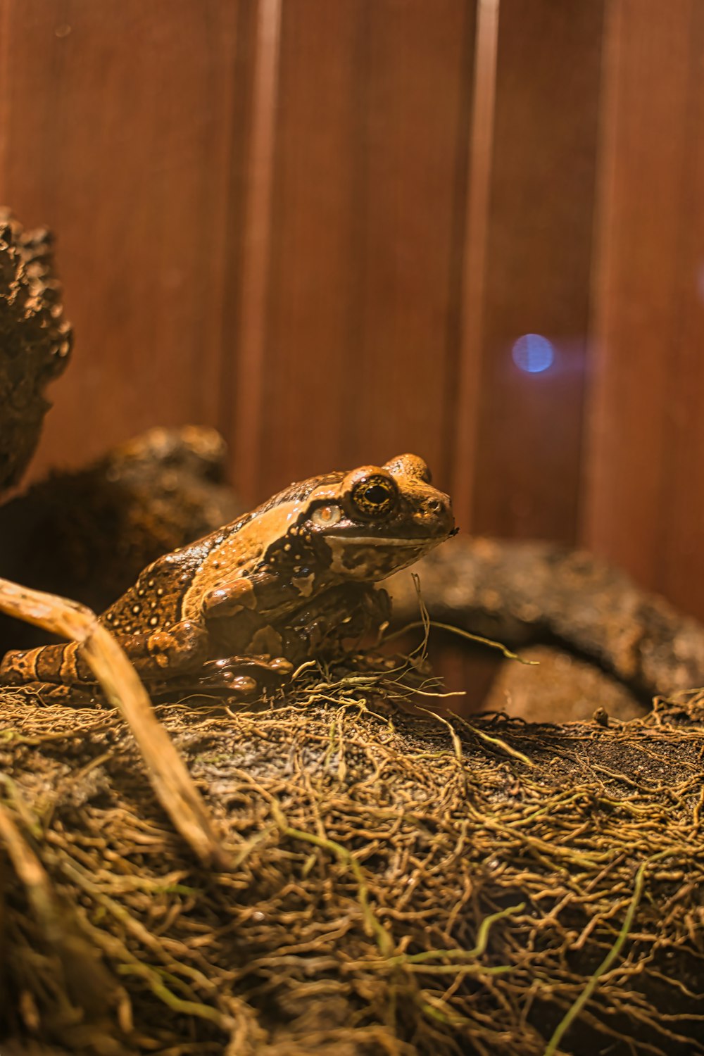 a frog sitting on top of a pile of hay