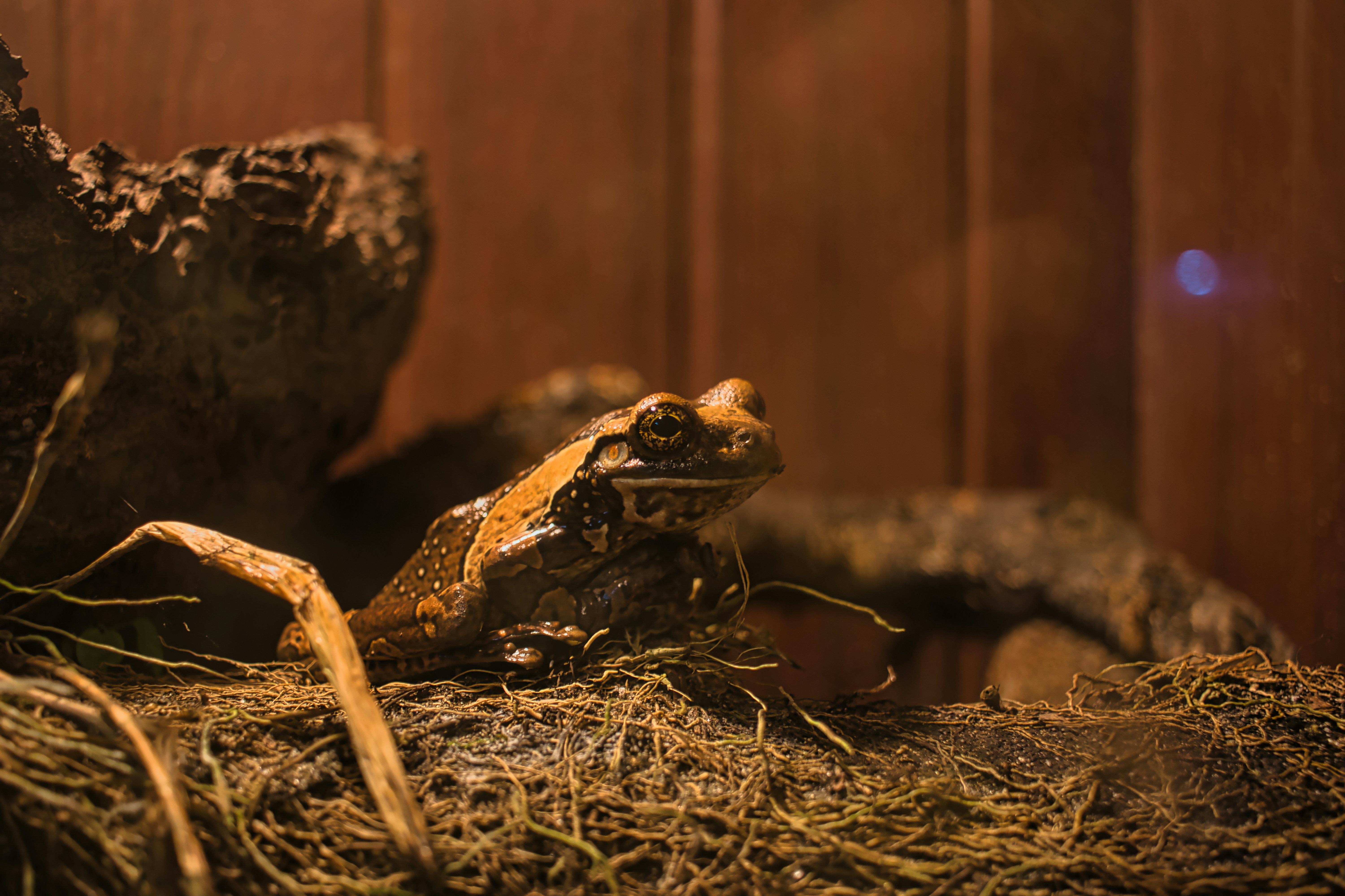 a frog sitting on top of a pile of hay