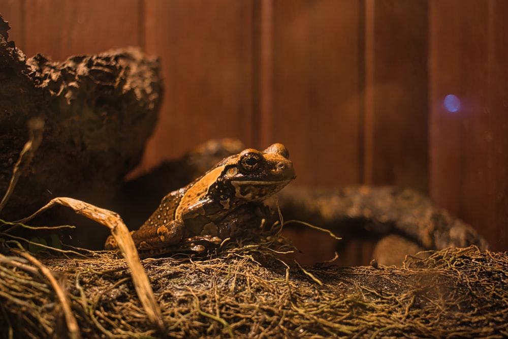 a frog sitting on top of a pile of hay