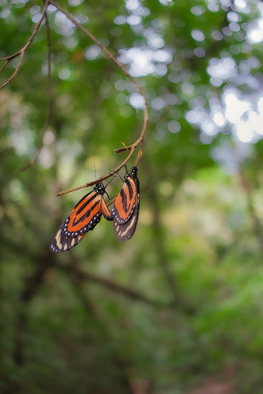 a couple of orange and black butterflies hanging from a tree