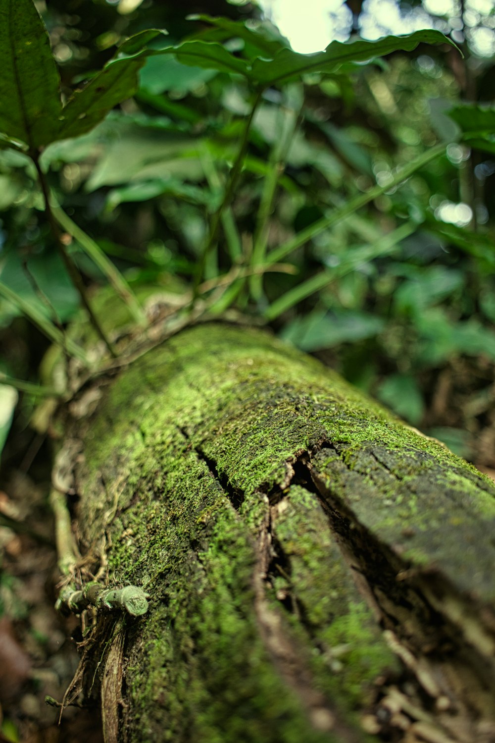 a close up of a mossy tree trunk