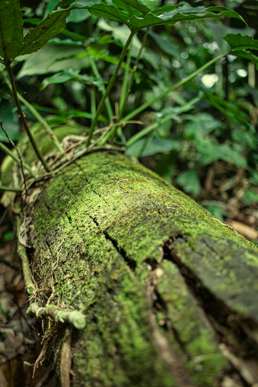 un tronco musgoso en medio de un bosque