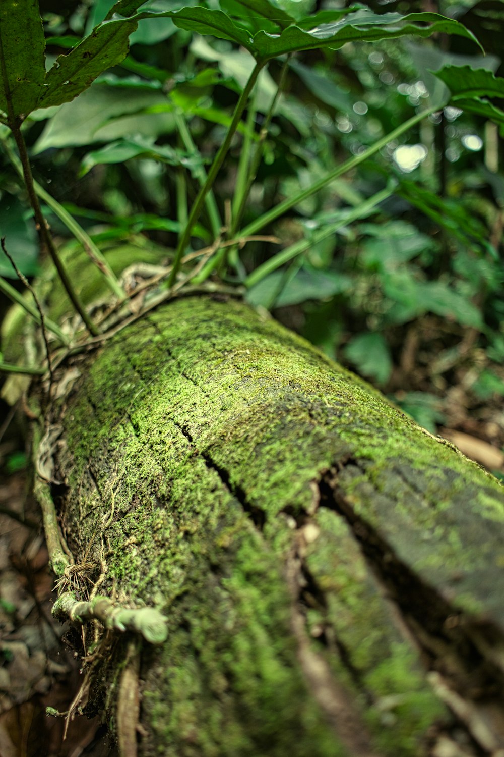 un tronc moussu au milieu d’une forêt