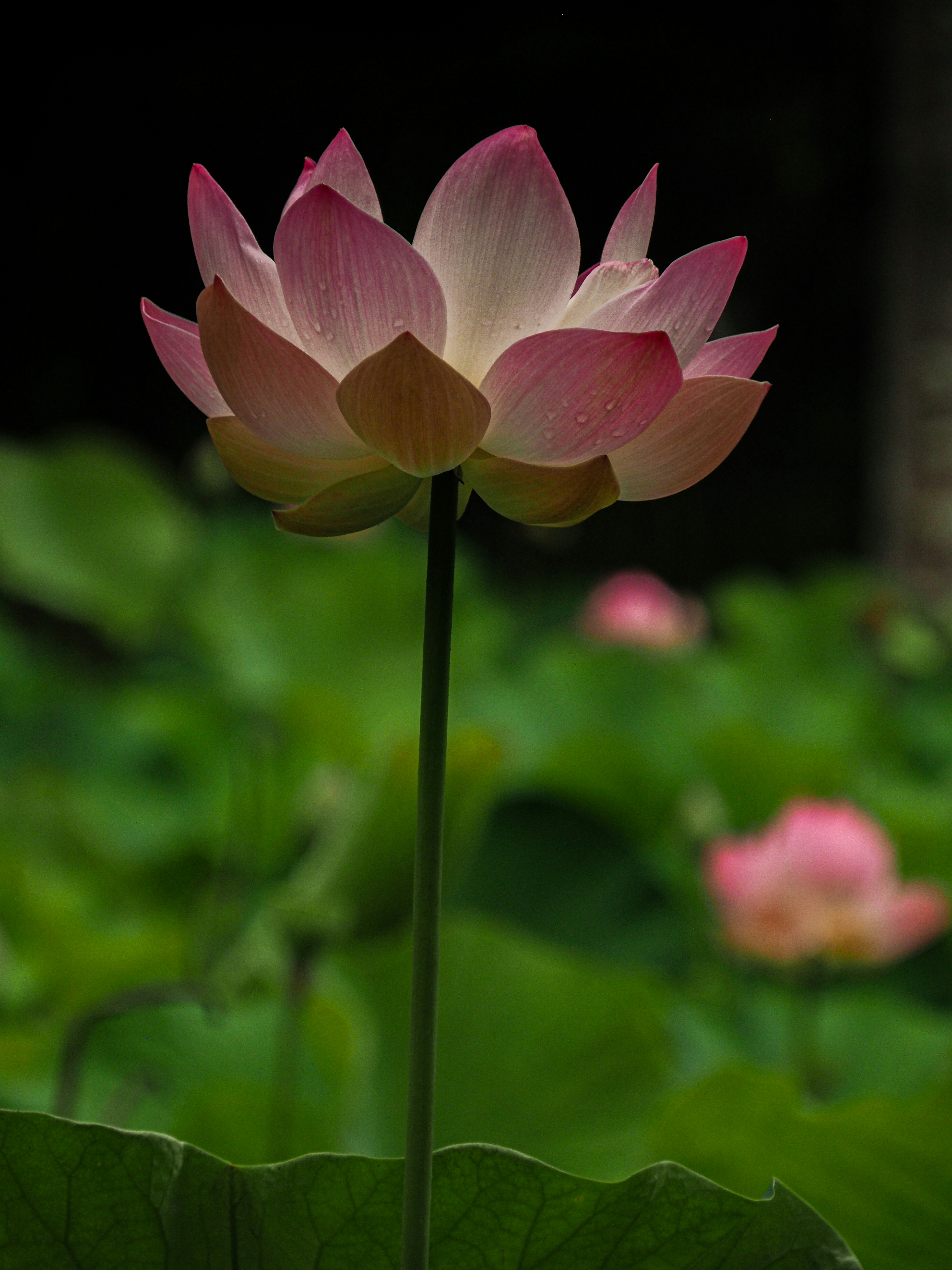 A large pink flower sitting on top of a lush green field photo – Free ...