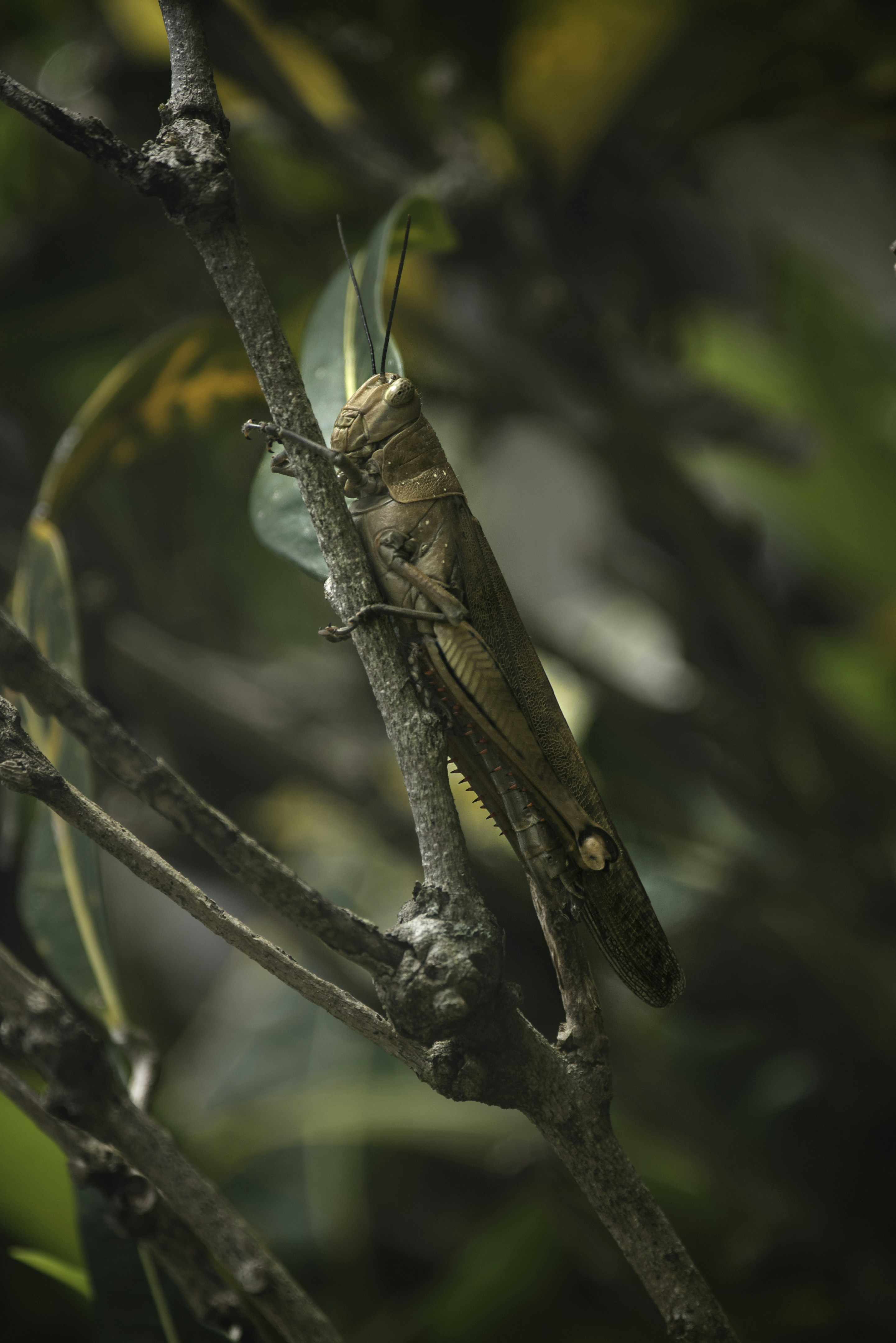 Brown grasshopper resting on a tree branch