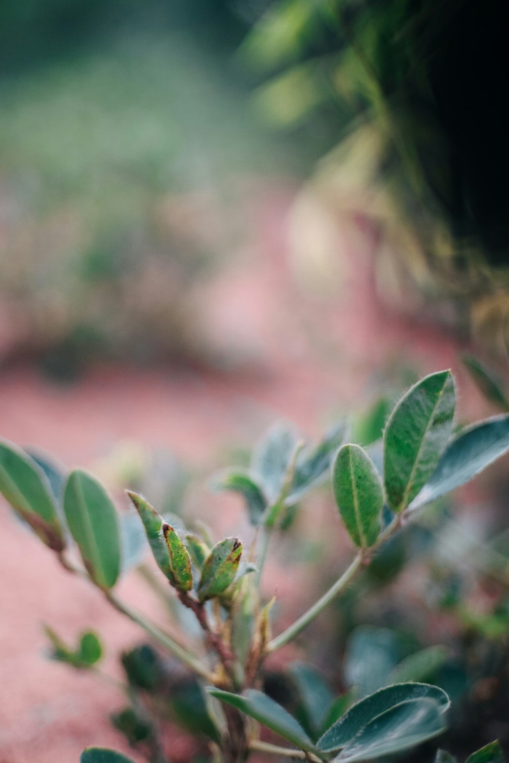 a close up of a plant with leaves