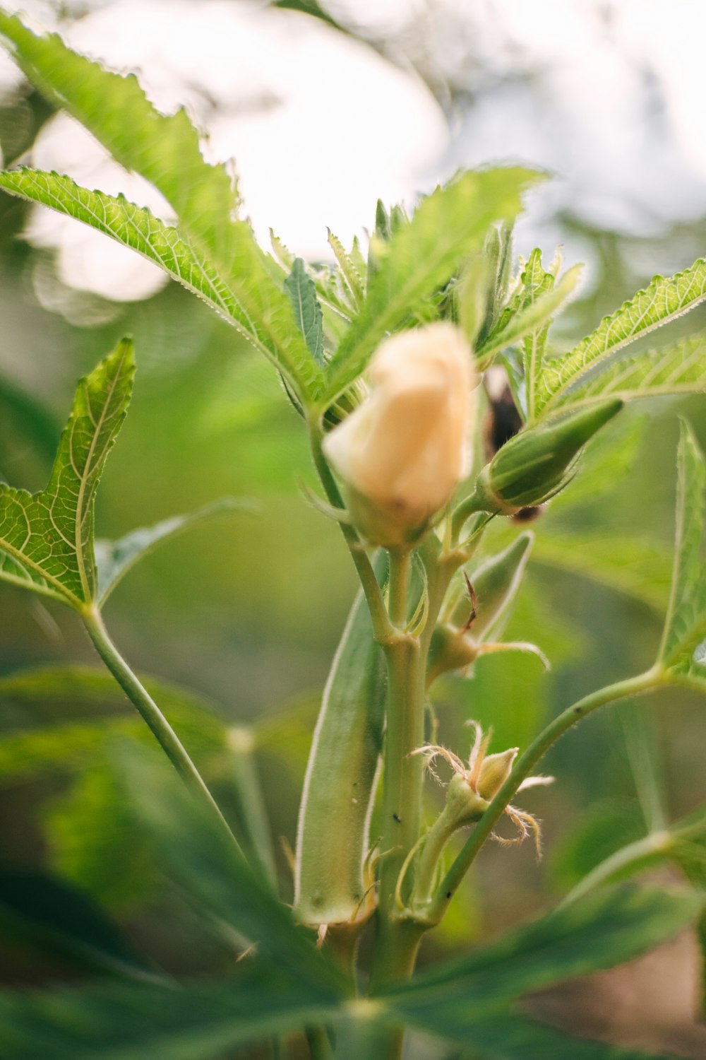 a close up of a plant with a bug on it