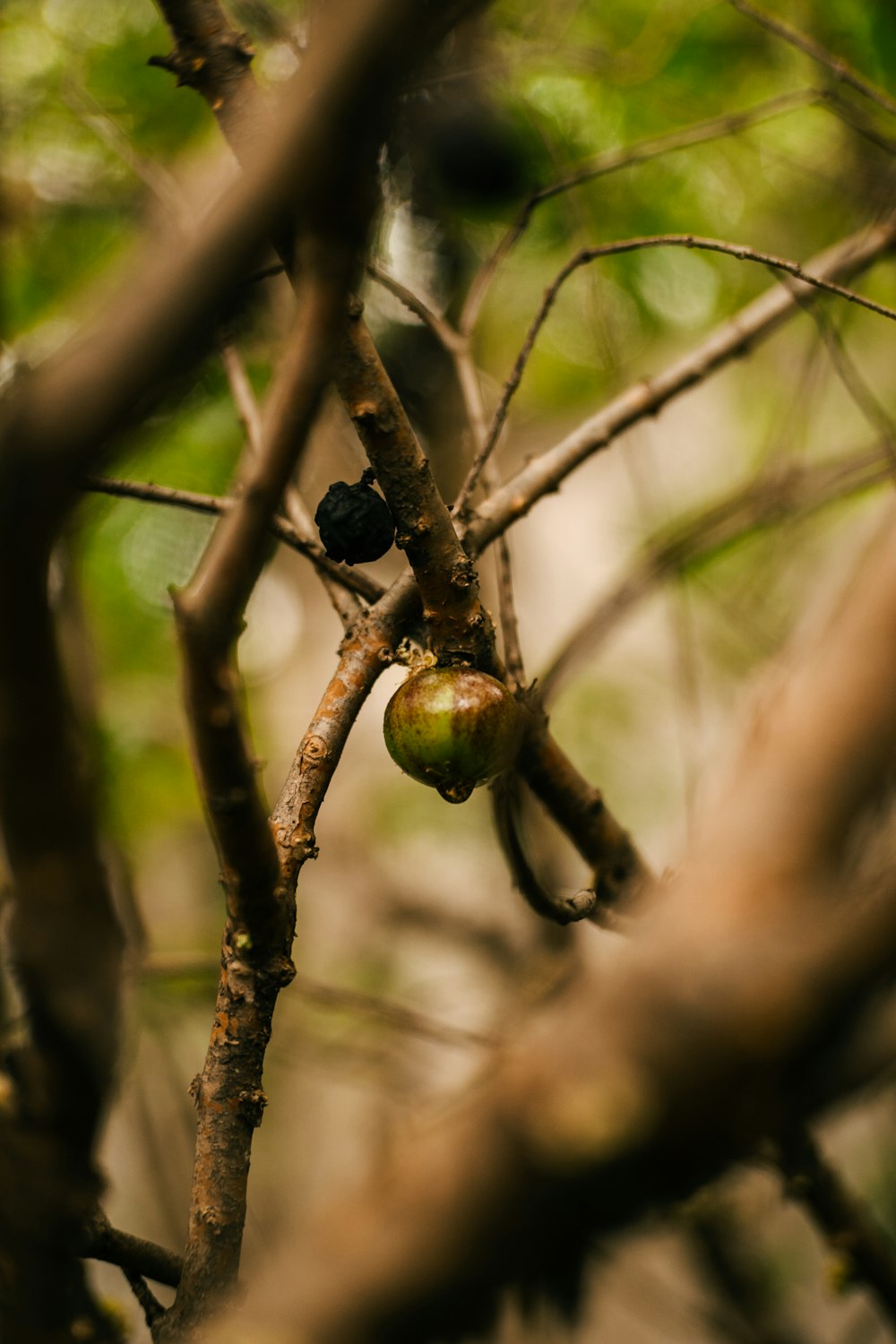 a small bird perched on a branch of a tree