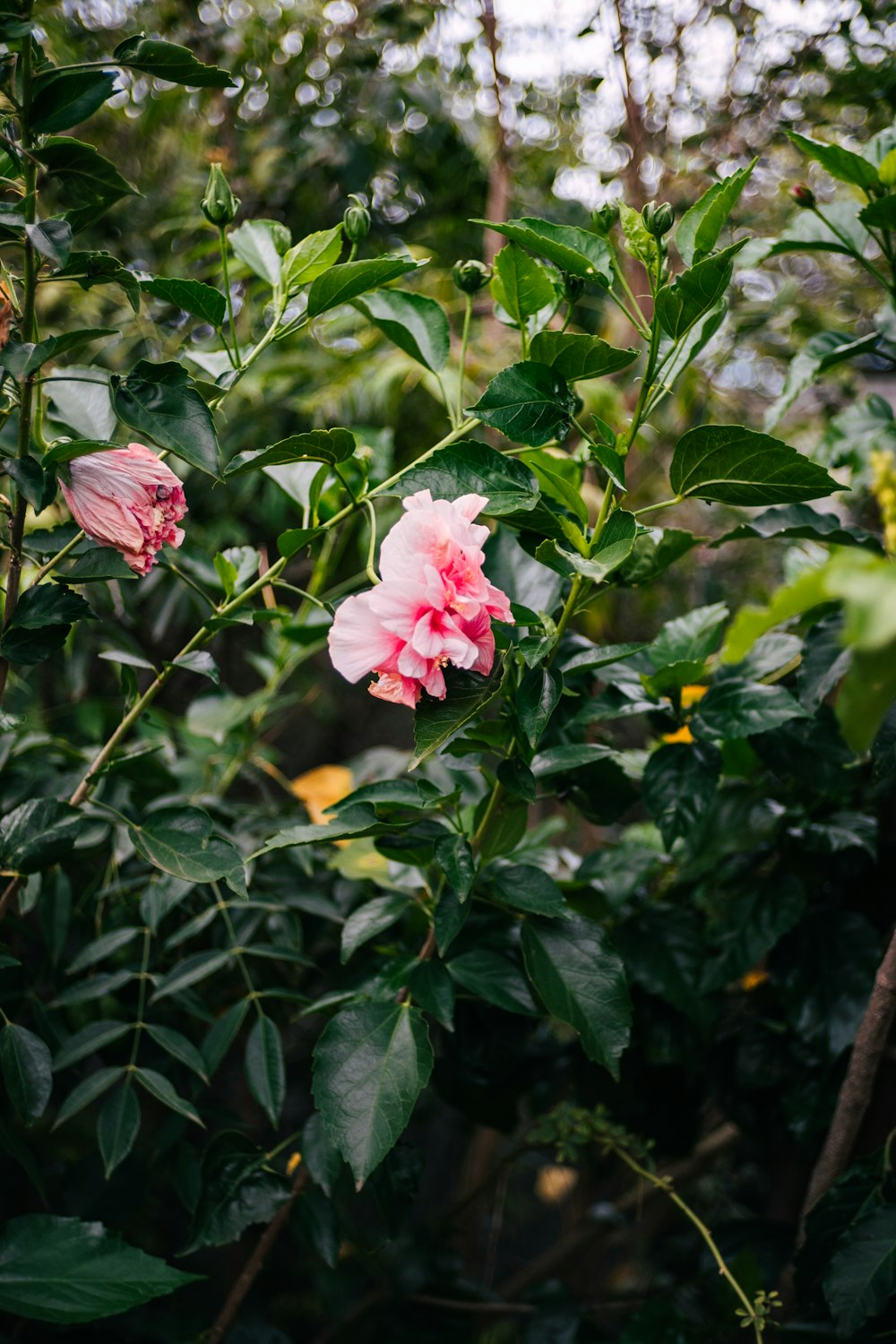 a pink flower is blooming on a tree branch